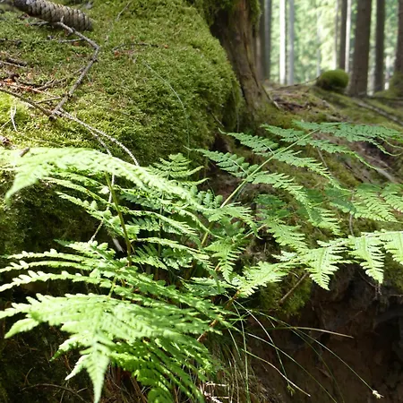 Auszeit Im Gruenen Fuer 2 - 8 Personen Mit Garten